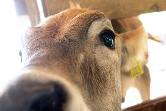 場内で放牧しているブラウンスイス牛の見学や、子ヤギ・子ヒツジと触れ合う体験コンテンツも実施中