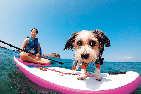愛犬とSUPを楽しむ参加者