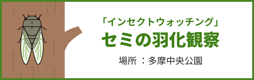「インセクトウォッチング」セミの羽化観察 場所；多摩中央公園