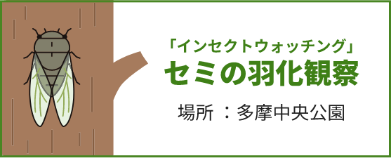 「インセクトウォッチング」セミの羽化観察 場所；多摩中央公園