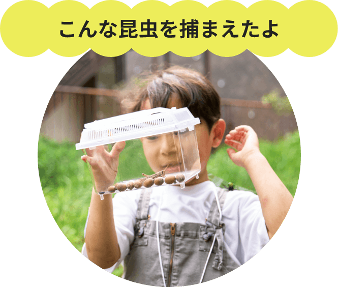 こんな昆虫を捕まえたよ