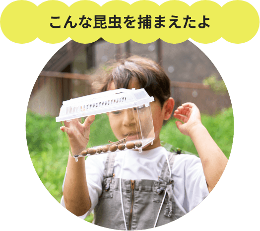 こんな昆虫を捕まえたよ