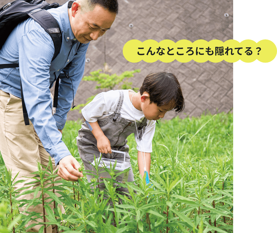 草むらで虫を探す2人