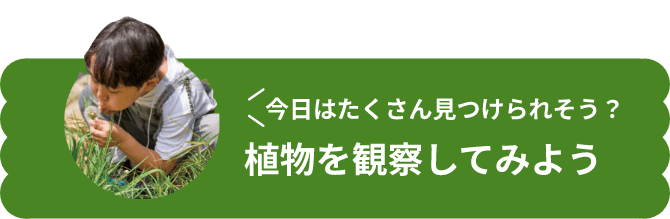 今日はたくさん見つけられそう？植物を観察してみよう