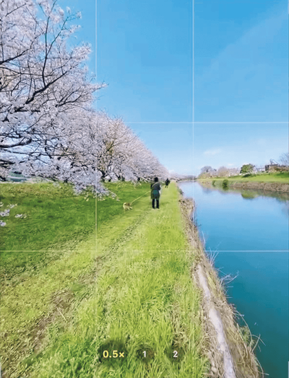 土手の上に桜並木のある川沿いの風景