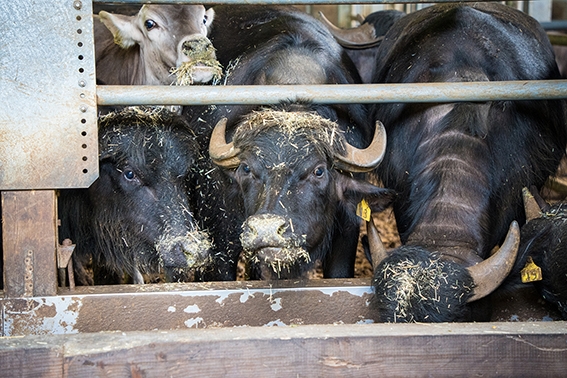 希少種である水牛を、本州では唯一飼育している