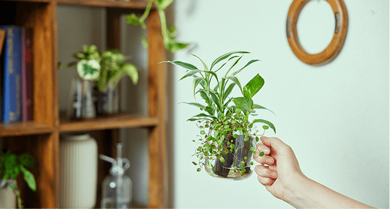 部屋の中で観葉植物を持つ手元