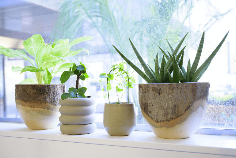 窓際に並ぶ植物